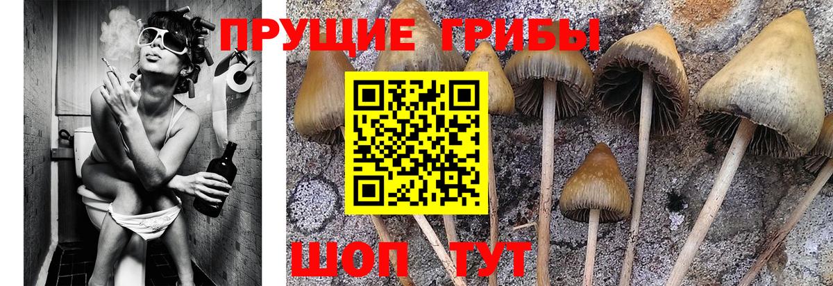 Корсаков  Псилоцибиновые грибы мухоморы  сколько стоит  Вход с VPN 